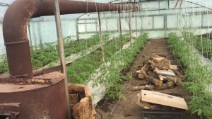 Отопление в теплице, простейшее и самое эффективное