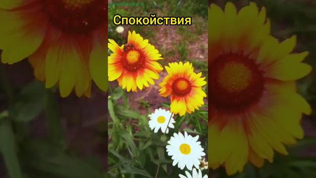 Открой Сейчас и будет 💓Подпишись для настроения #красивыеоткрытки #пожелания #цветы #красотаприроды смотреть онлайн