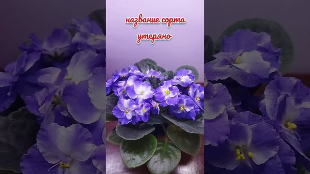 МОИ ЦВЕТУЩИЕ ФИАЛКИ смотреть онлайн
