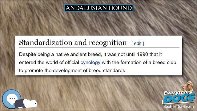 Andalusian Hound 🐶🐾 Everything Dog Breeds 🐾🐶