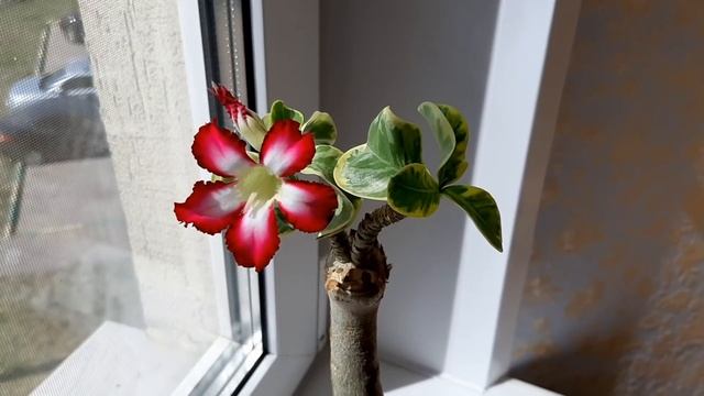 АДЕНИУМ. Коллекция редких адениумов #1. Адениум Butterfly, Peachy Pop и Mini Variegated Leaves