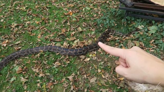 HUGE SNAKE | Burmese Python | My Biggest Pet Snake | Creature Feature смотреть онлайн