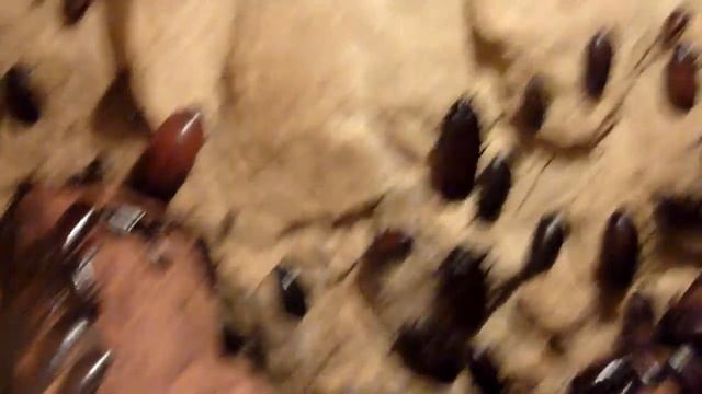 Тараканы в Пражском зоопарке***Насекомые***Путешествие*** смотреть онлайн