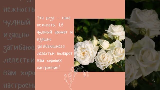 Роза плетистая Ильзе Крон Супериор 