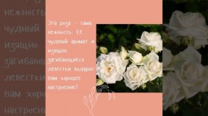 Роза плетистая Ильзе Крон Супериор «Ilse Krohn Superior» https://severmarket.ru/collection/all