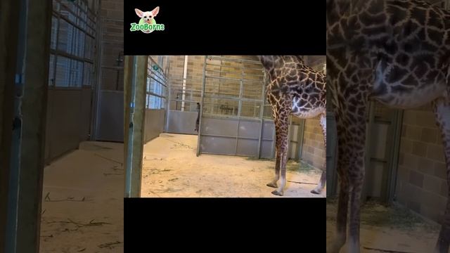 The Sacramento Zoo is Celebrating the Birth of a Masai Giraffe Calf! смотреть онлайн