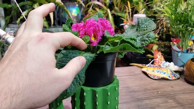 Primrose Care! Primulas!