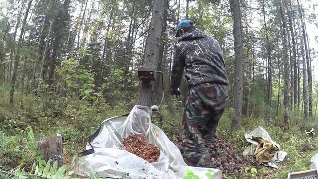 в одиночку в кедровник за орехом смотреть онлайн