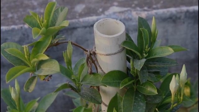 How to GROW Mandevilla Plants & Get MAXIMUM Flowers смотреть онлайн