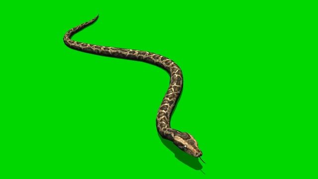 python snake crawl green screen D - free use смотреть онлайн