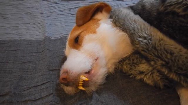 Funny Vampire Dog смотреть онлайн
