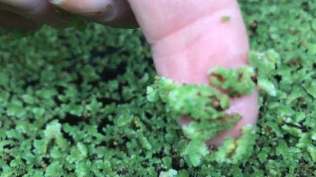 Azolla Best Floating Plant смотреть онлайн