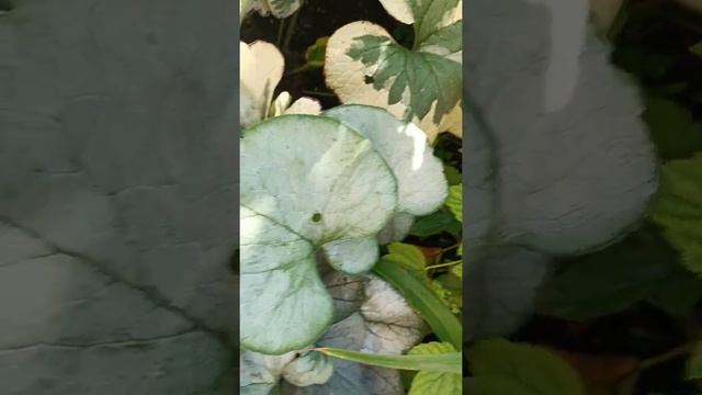 Брунери,як хости! смотреть онлайн