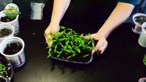 Посев семян после стратификации в холодильнике.