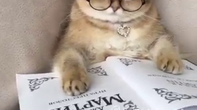 Кот ученый смотреть онлайн