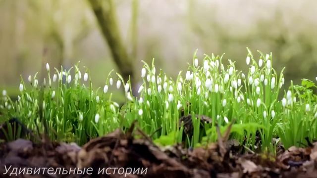 Жених бросил беременную невесту и женился в другом городе. А когда он вернулся за наследством... смотреть онлайн
