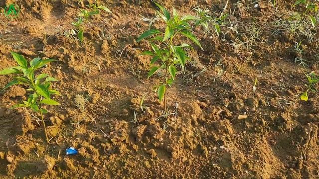 Antracol fungicide | Bayer Antracol | खास फफूंदनाशक। смотреть онлайн