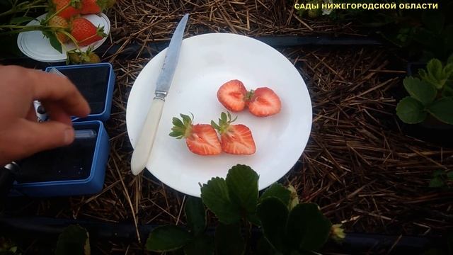 ЛУЧШИЕ СОРТА КЛУБНИКИ.Сорт клубники Флорида Бьюти смотреть онлайн