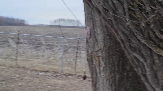 So many eggs. So many foxes. смотреть онлайн