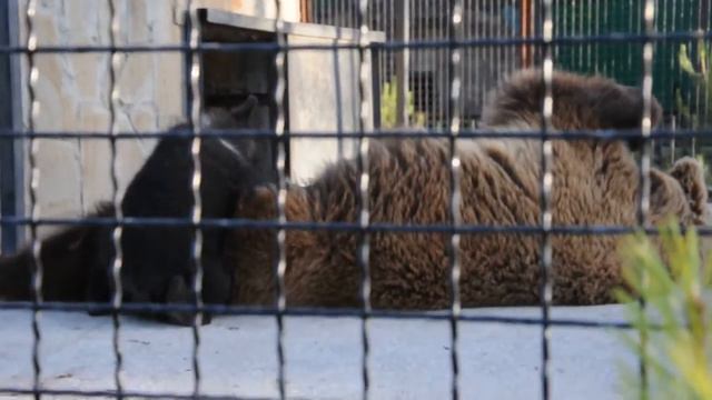 Грэм и Филлипс на VIP- УЖИНЕ в "Тайгане" смотреть онлайн