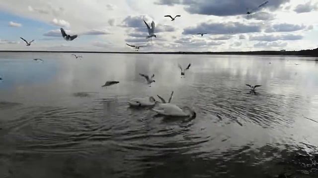Naroch Lake,Belarus. Swans versus gulls. смотреть онлайн