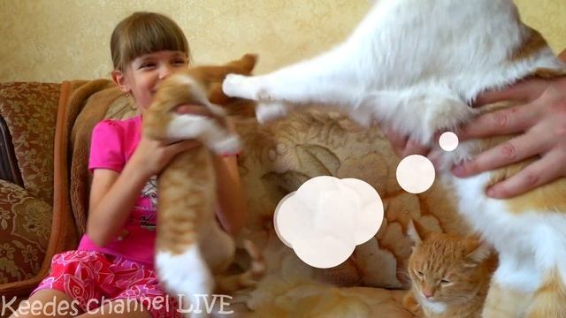 Отдаем спасенного котенка Кексика в добрые руки смотреть онлайн