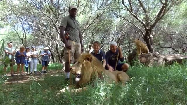 Прогулка со львами #Mauritius #Маврикий