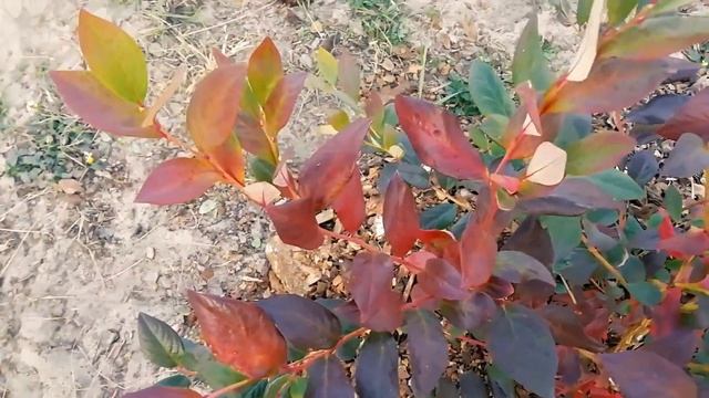 Голубика. Осень 2018. Сорт Патриот смотреть онлайн