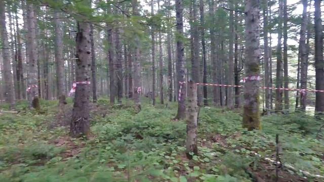 Разметка участка леса под вырубку смотреть онлайн