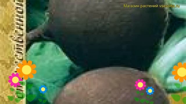 Редька Зимняя круглая черная. Краткий обзор, описание характеристик Zimnyaya kruglaya chernaya смотреть онлайн