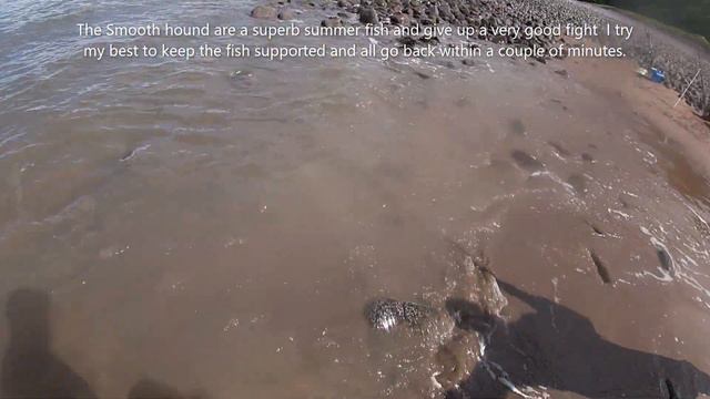 Beach fishing at its best at Minehead Beach, Rays and Smoothounds смотреть онлайн