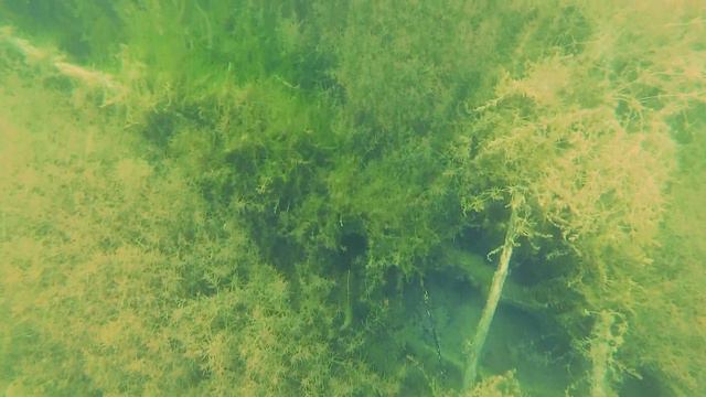 И снова сноркелинг - озеро Увильды. Водоросли, коряги и рыба на дне. 11 августа 2019 г смотреть онлайн