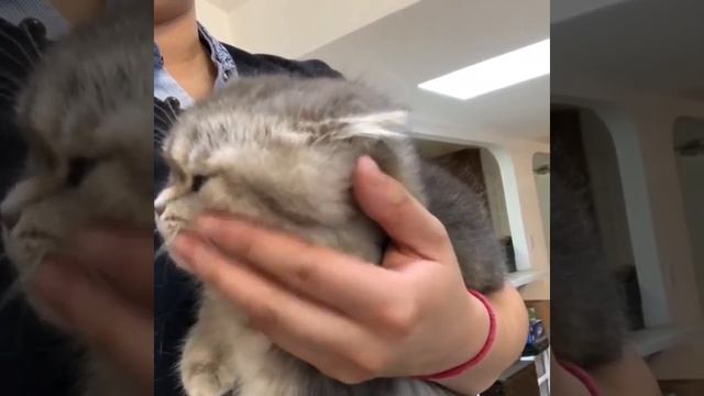 Почему кот не сидит на руках? смотреть онлайн