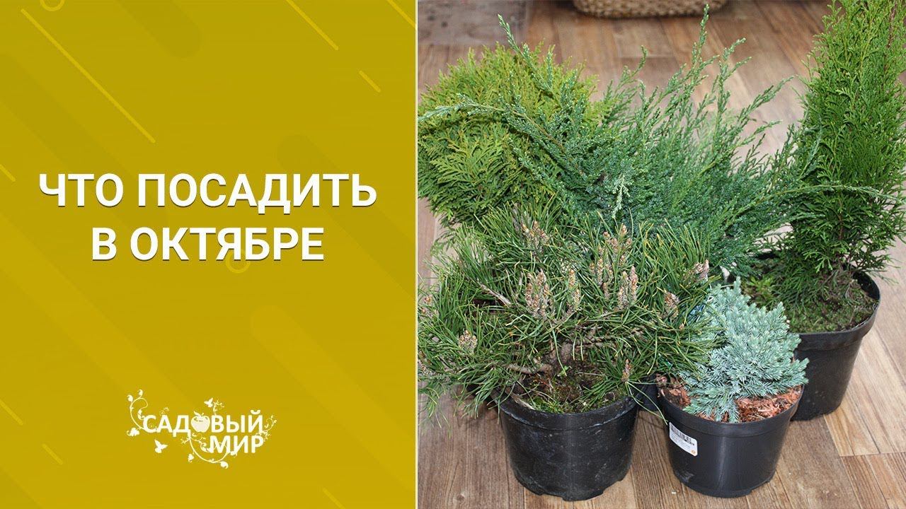 Что посадить в октябре смотреть онлайн