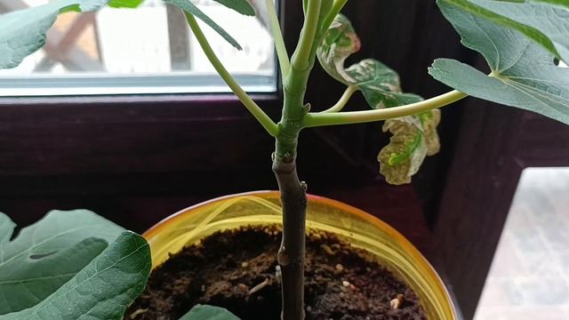 Инжир на подоконнике, часть 8, Брунсвик смотреть онлайн