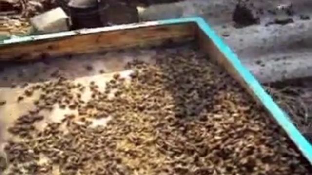 Смена доньев Дача 16 03 2017 смотреть онлайн