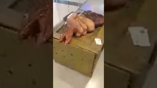 Найдено тело русалки!!!! 😱😱😳😳 смотреть онлайн