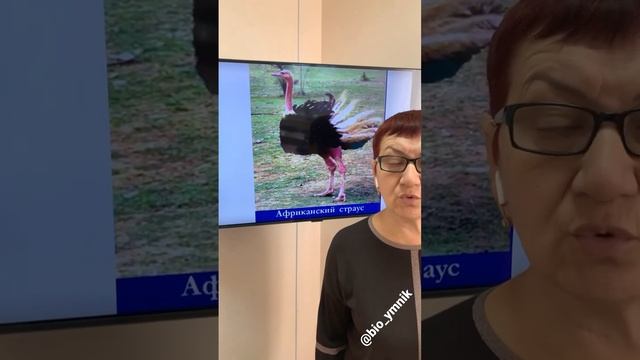 Зачем страус прячет голову в песок? ЕГЭ по биологии с @bio_ymnik смотреть онлайн