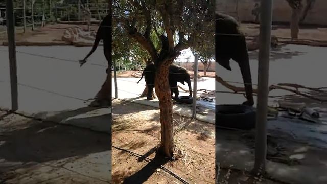 Слоник кушает бамбук в зоопарке г. Пафос, Кипр смотреть онлайн