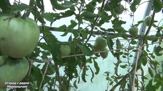 Томат РОЗОВЫЙ МЁД. Много больших и вкусных плодов.Крупноплодный сибирский сорт. смотреть онлайн