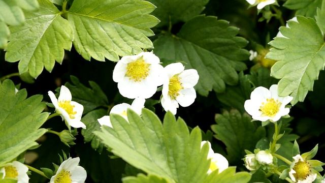 Надо много клубники? Супер рецепт подкормки! Клубника во время цветения, подкормка клубники дрожжам смотреть онлайн