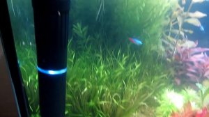 Уф стерилизатор для аквариума. Зеленая вода в аквариуме, как избавиться.