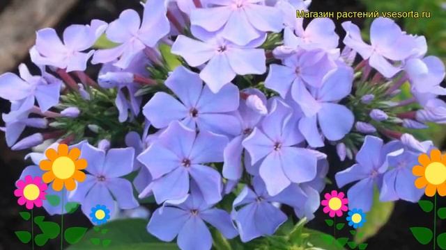 Флокс метельчатый Незабудка. Краткий обзор, описание характеристик phlox paniculata Nezabudka смотреть онлайн