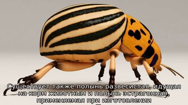Трава полынь: описание, свойства и применение смотреть онлайн