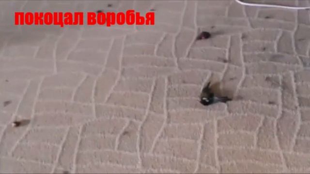 Приходил Антошка, поиграли мы немножко!!! смотреть онлайн