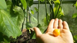 Физалис перуанский и земляничный