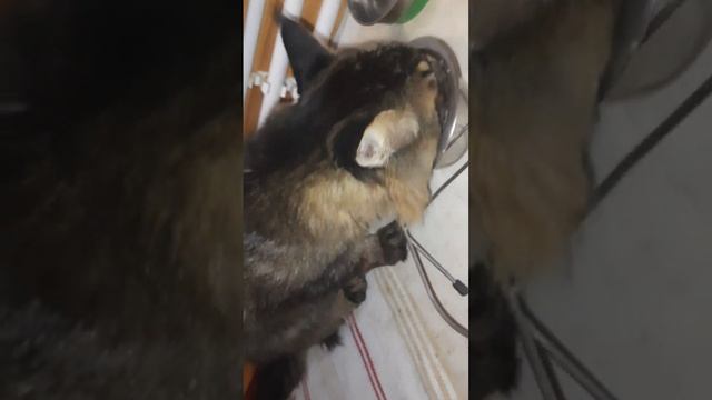 Завтрак кота, д-396 Тушёная капуста,  путассу отварная