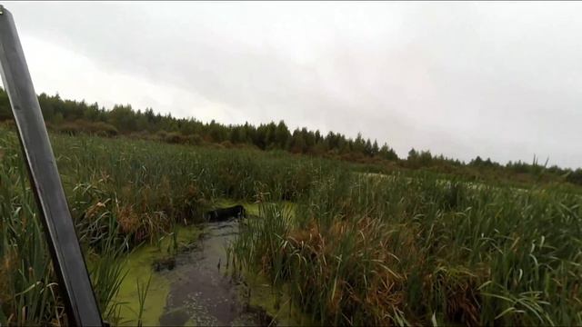 Охота на утку с labrador смотреть онлайн