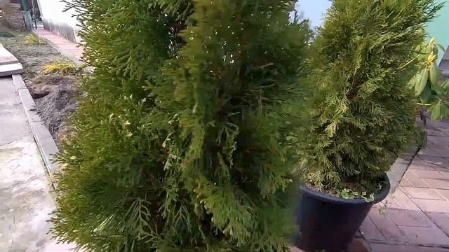 Как подготовить хвойные к зиме смотреть онлайн