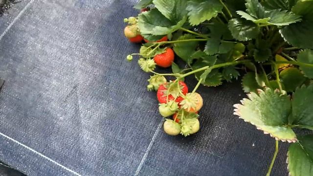 Поздний сорт клубники Суссетте.Рассада компании Хенселманс.Удобрения Мивена. смотреть онлайн